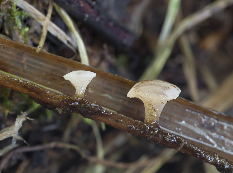 Cudoniella junciseda